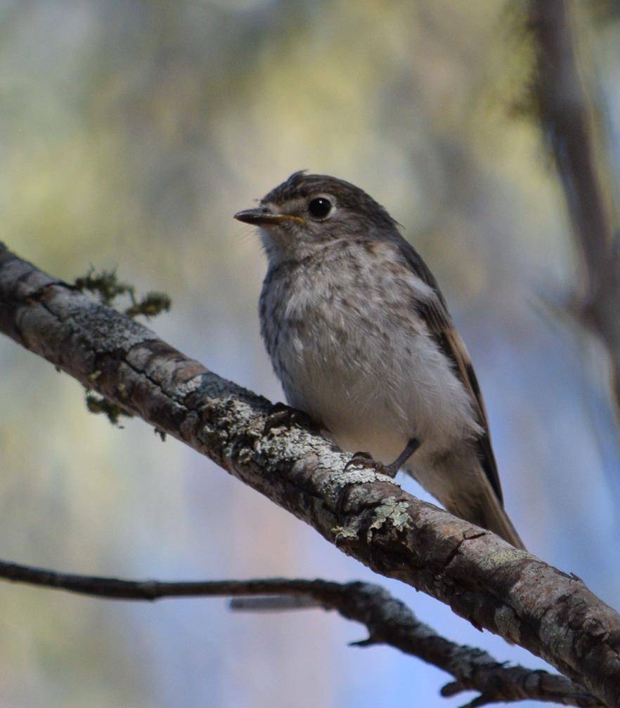 Shrike thrush a02.JPG